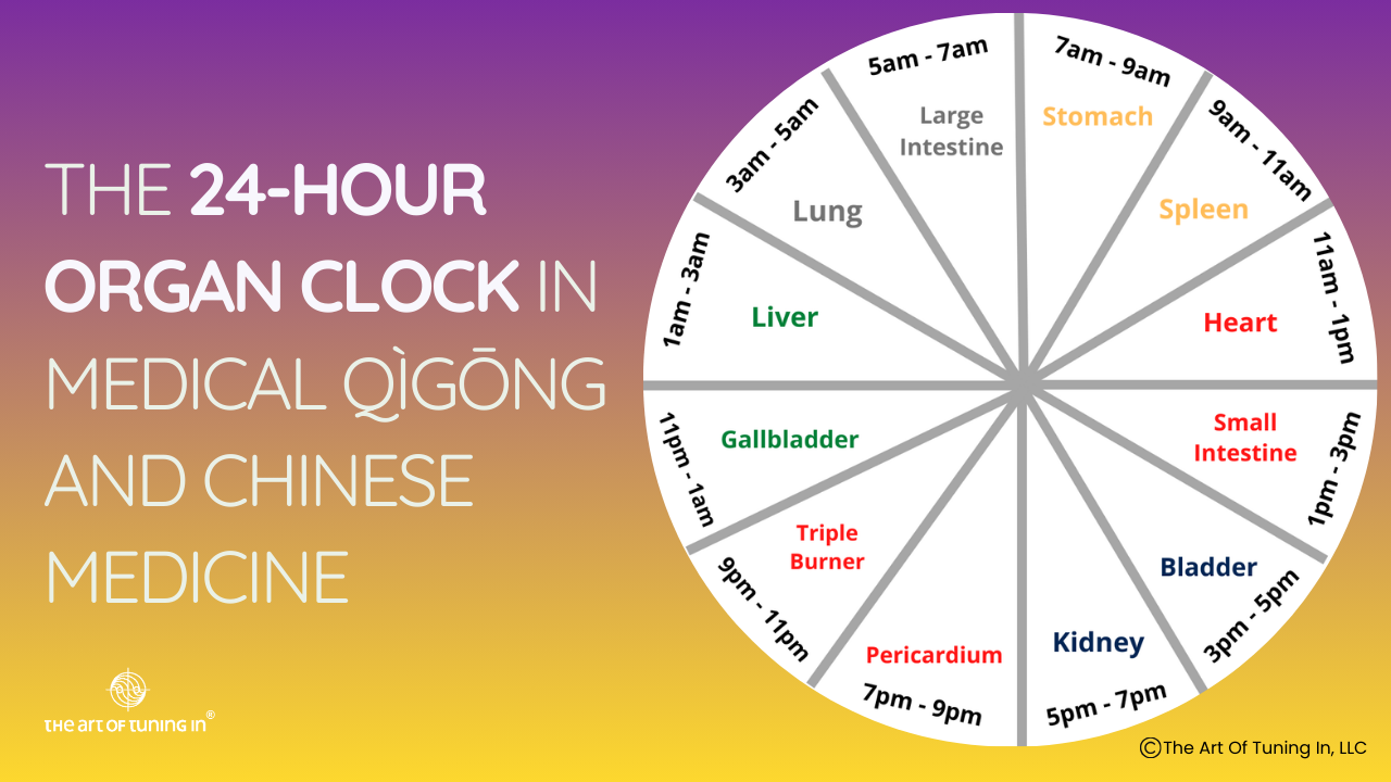 The 24-Hour Organ Clock, sometimes called Chinese Organ Clock, In Medical Qigong and Chinese Medicine ©The Art Of Tuning In, LLC