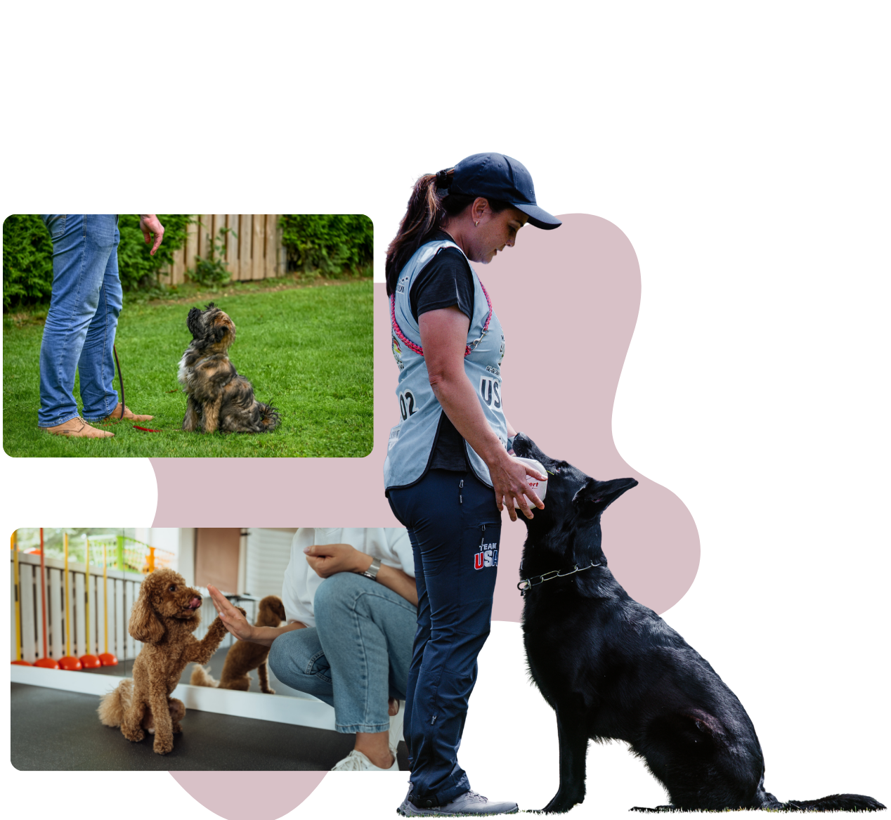 ffordable online dog training program for all breeds