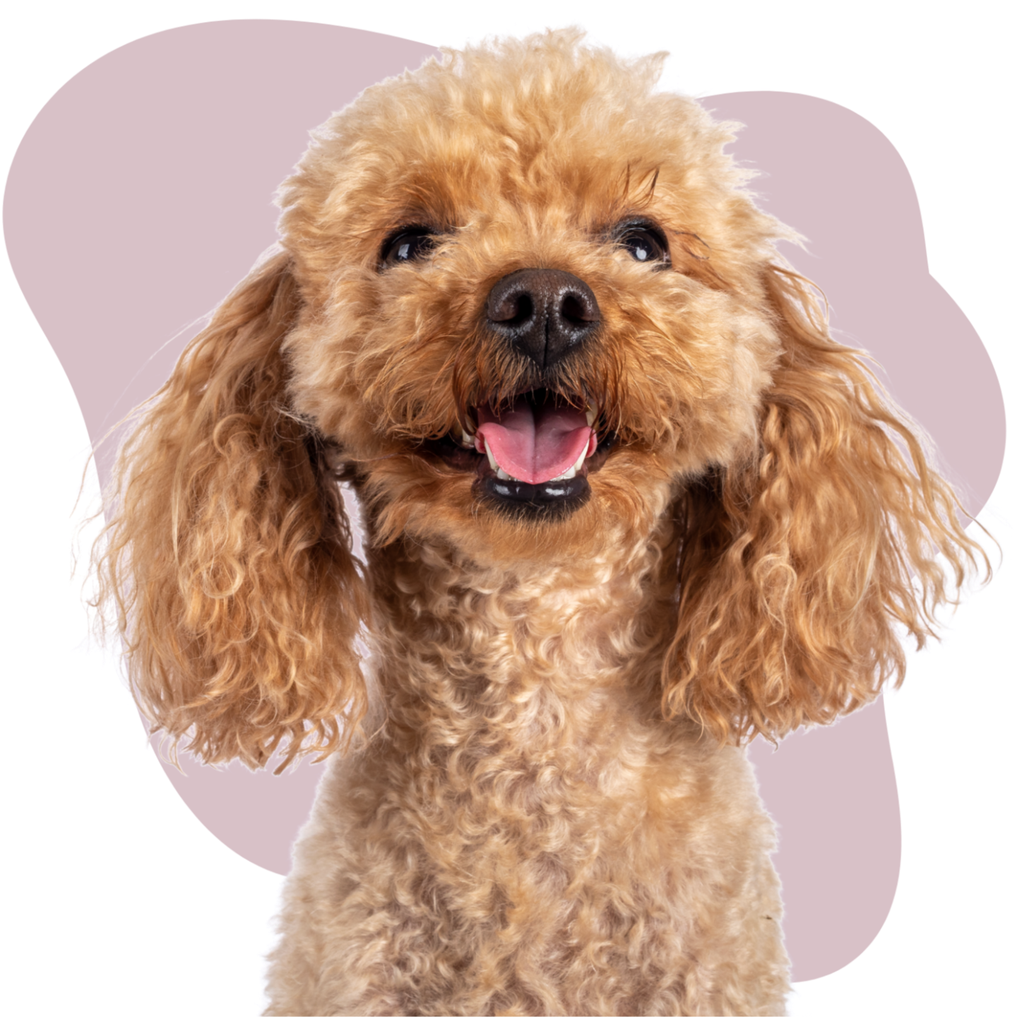 Professional dog training program available online