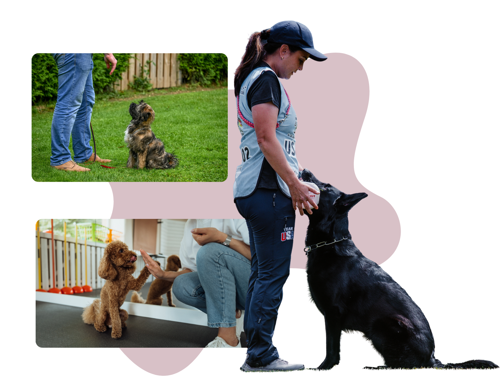 Professional dog training session at Clarity Dog Training
