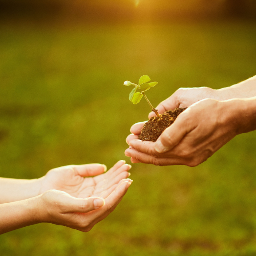 close up image of one hand holding a plant sapling in soil, handiing to another person with outstretched hands.