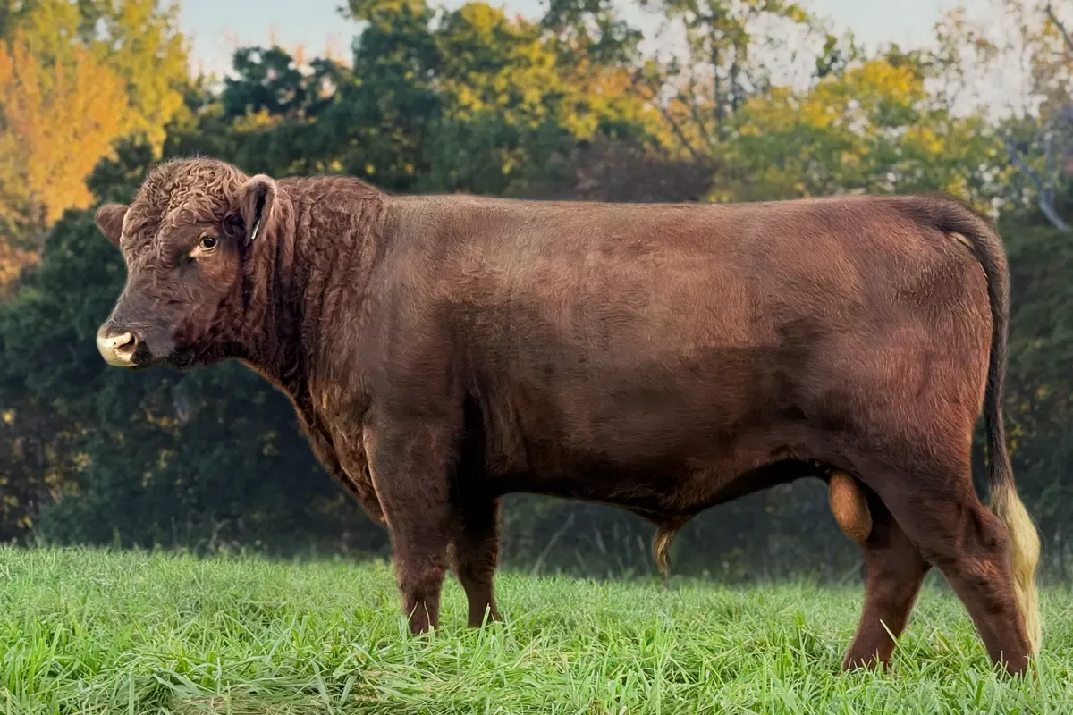 MRALD Napoleon at 2-year evaluation, standing 43 inches with level top line and broad chest.