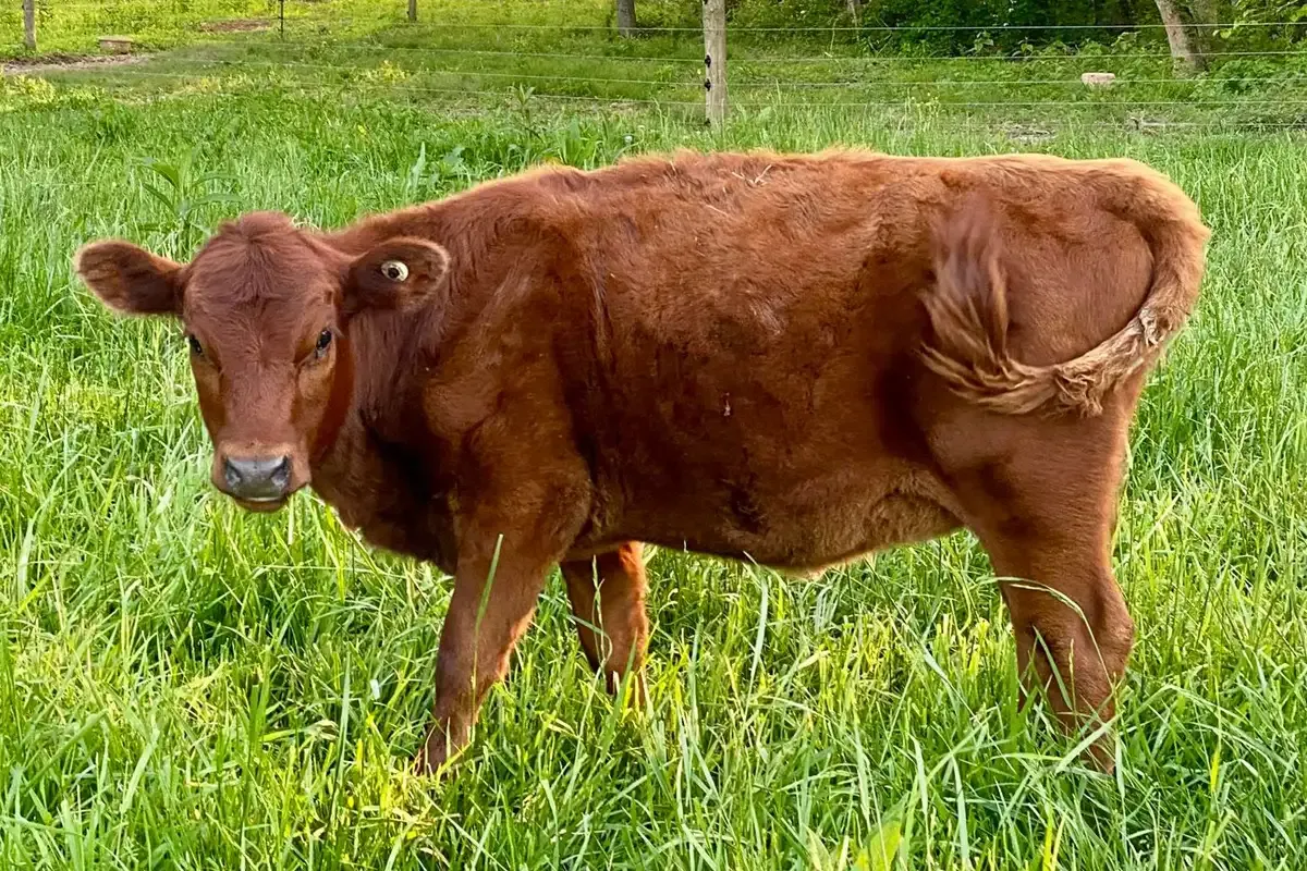 Belle Fourche Grace Kelly as a yearling Dexter heifer at Mountain Heritage Farm