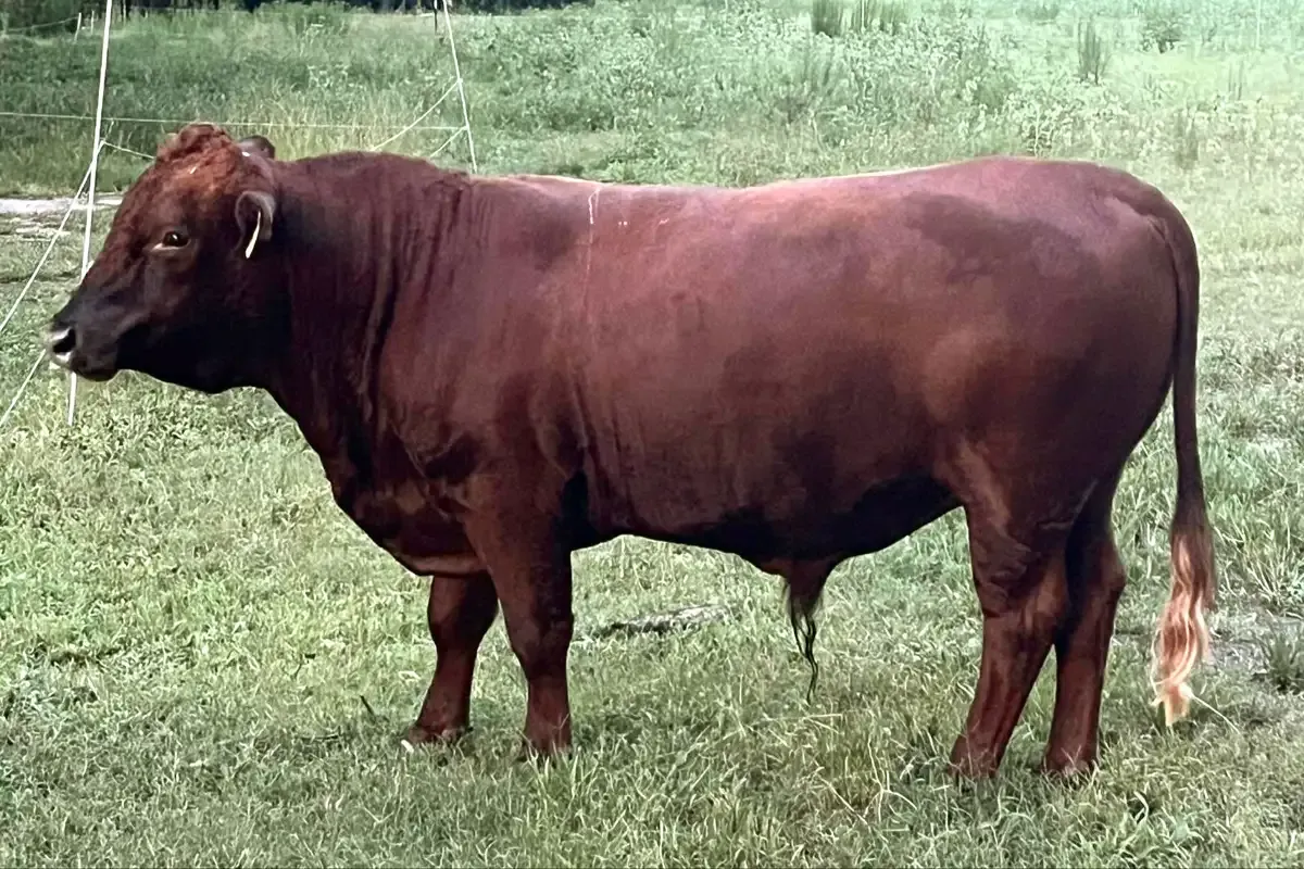 Belle Fourche Cadence — registered Dexter bull, sire of Grace Kelly
