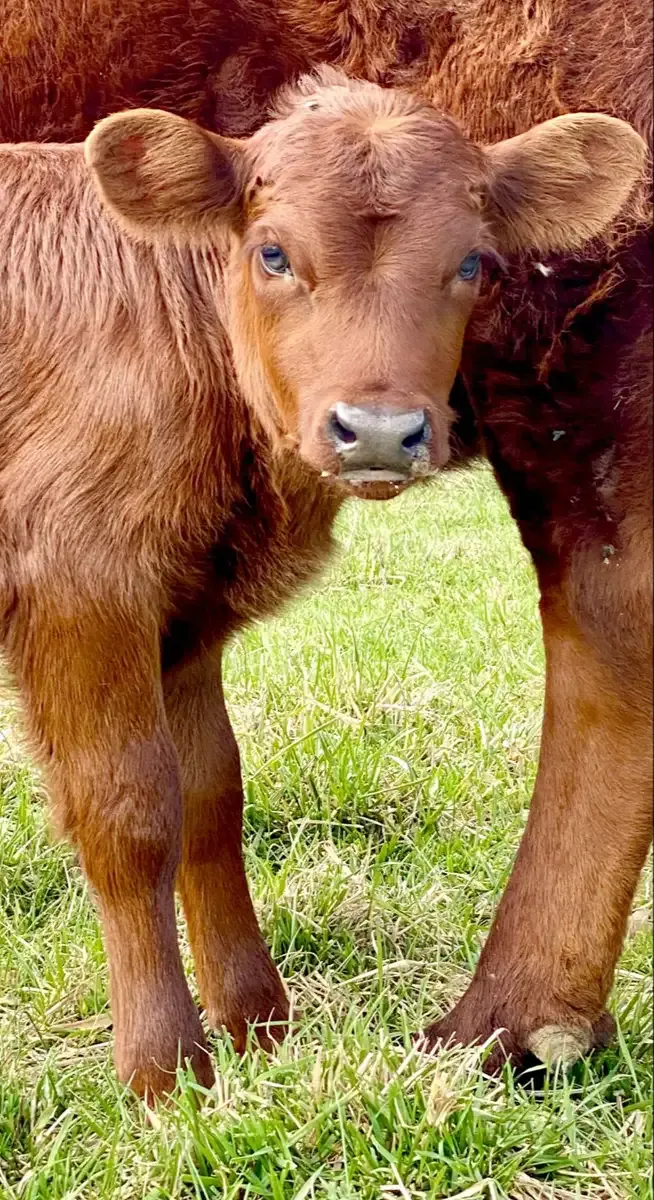 Mountain Heritage Gilbert — young registered Dexter bull, wild type red, A2/A2, homozygous polled, standing at Mountain Heritage Farm in Tennessee