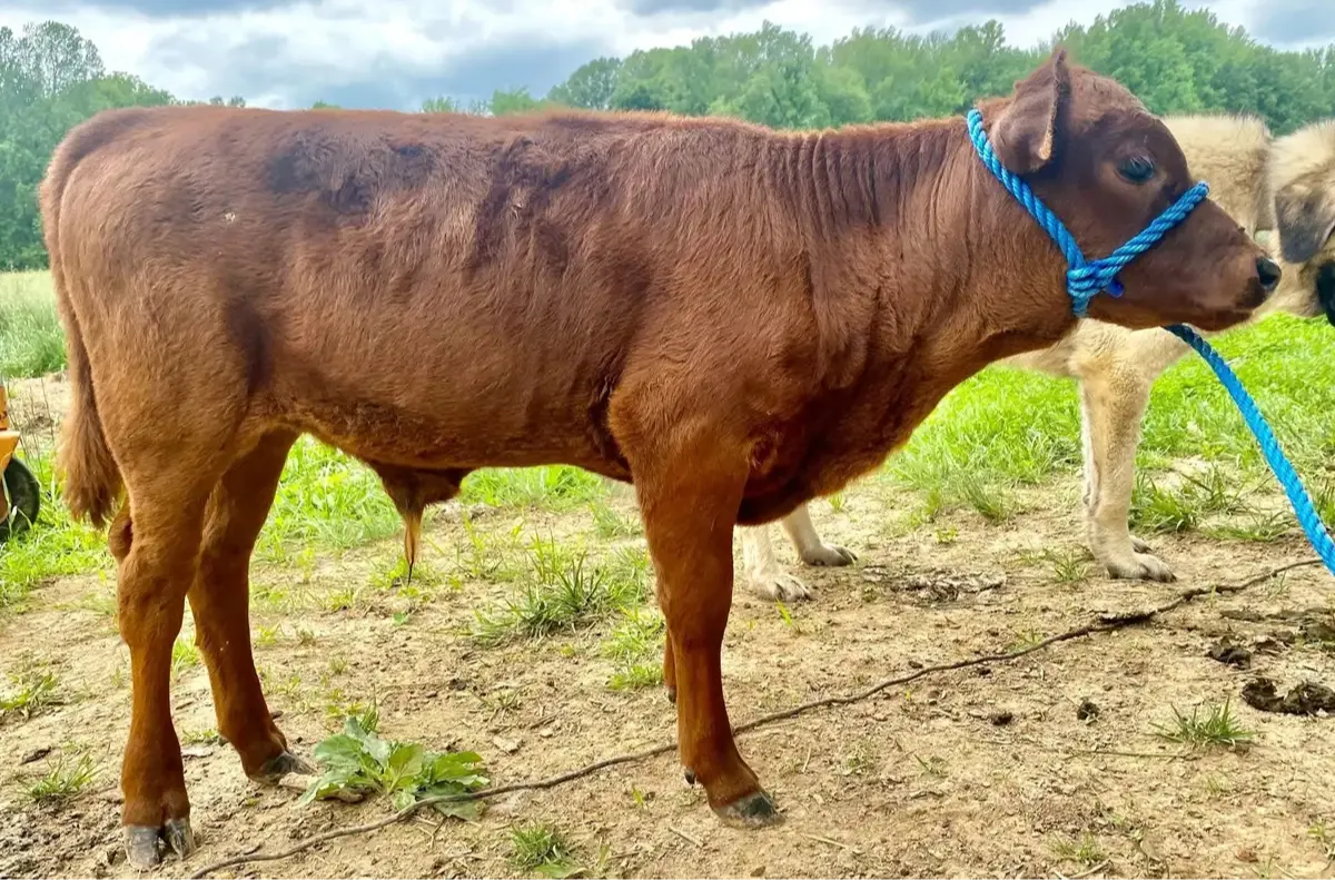 Mountain Heritage Gilbert maturing — correct conformation, level topline, broad barrel, promising Irish Dexter bull for sale at Mountain Heritage Farm