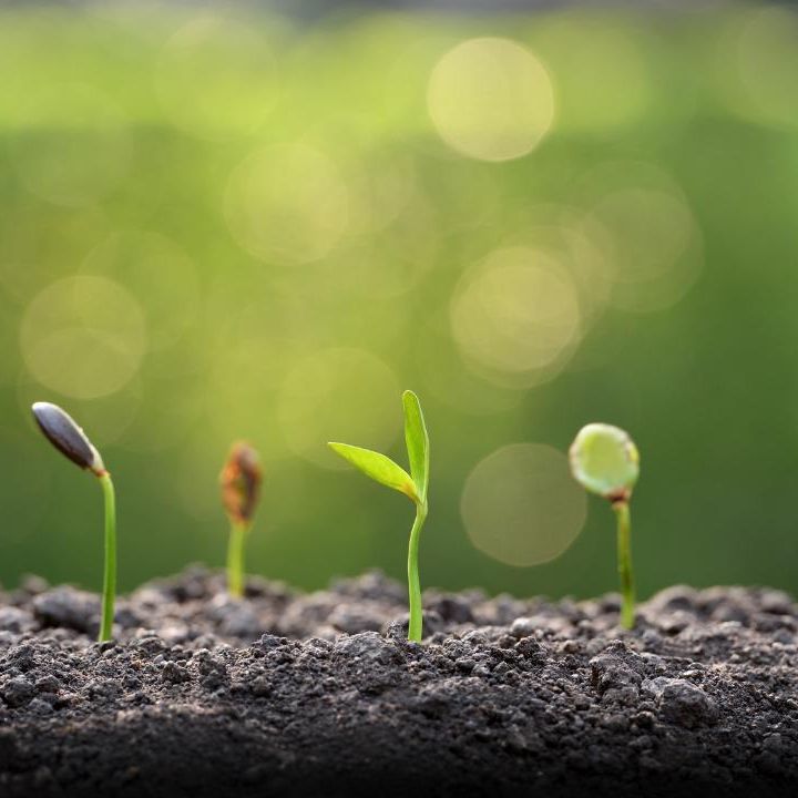 Close up of plants sprouting from the ground.