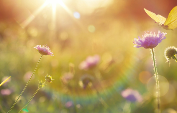 A flower rises us into the sun