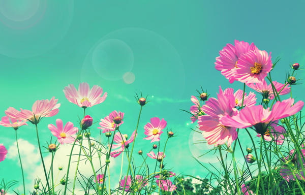 A flower rises us into the sun