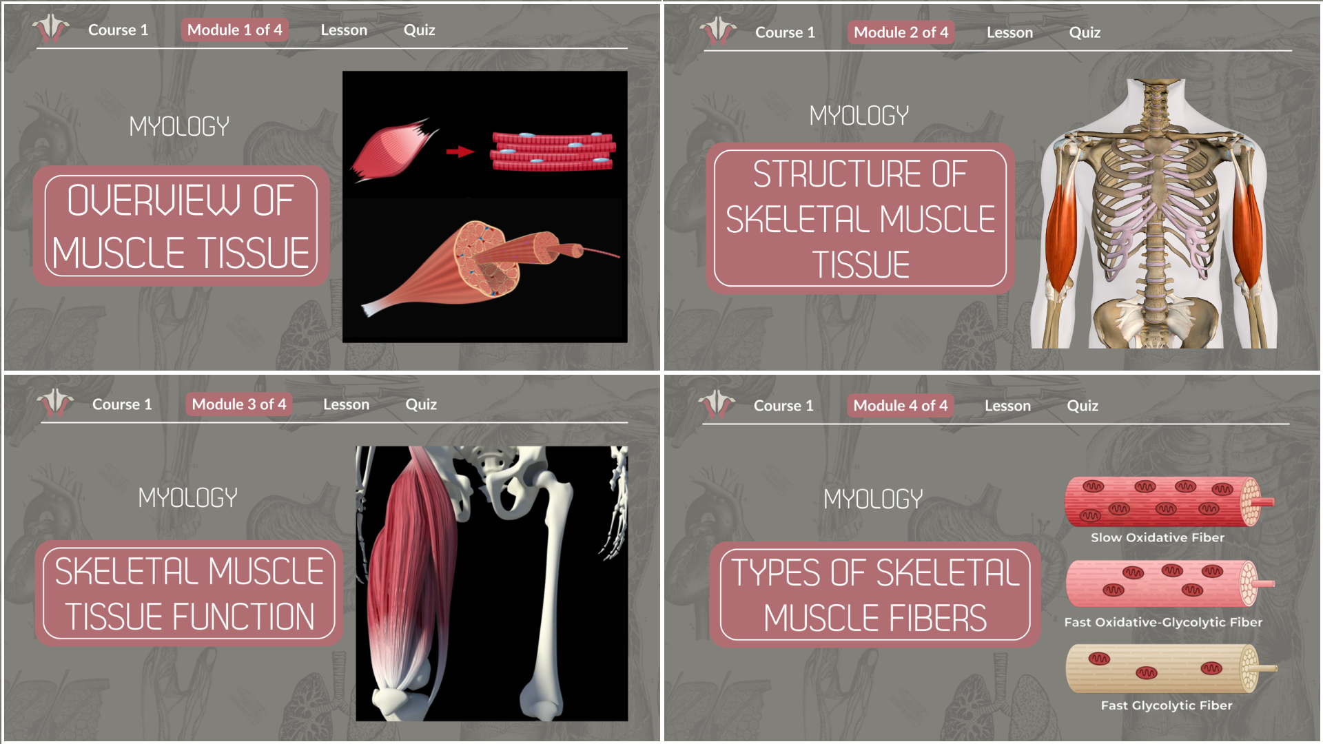 Institute of Human Anatomy - Myology course online