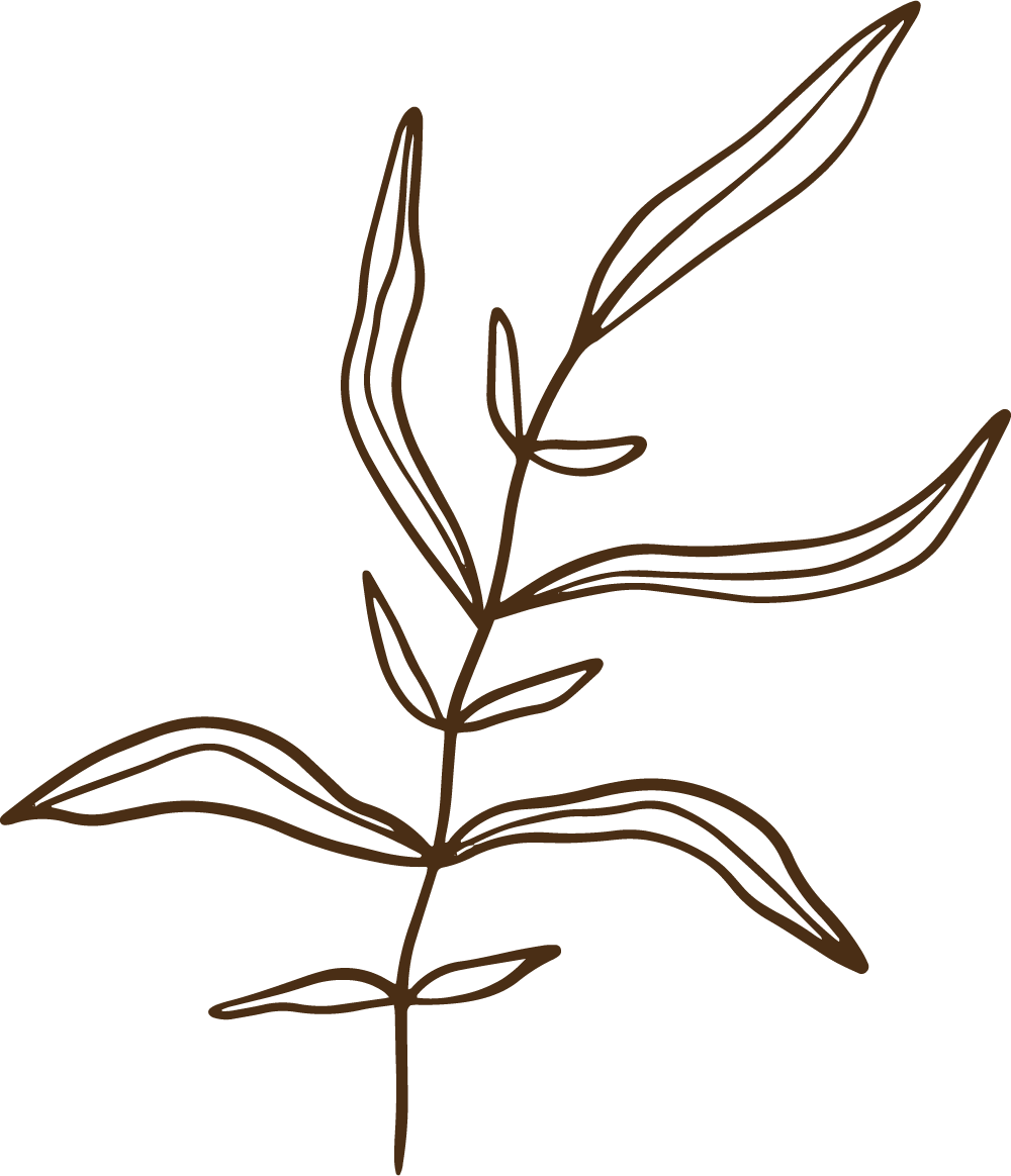 botanical illustration