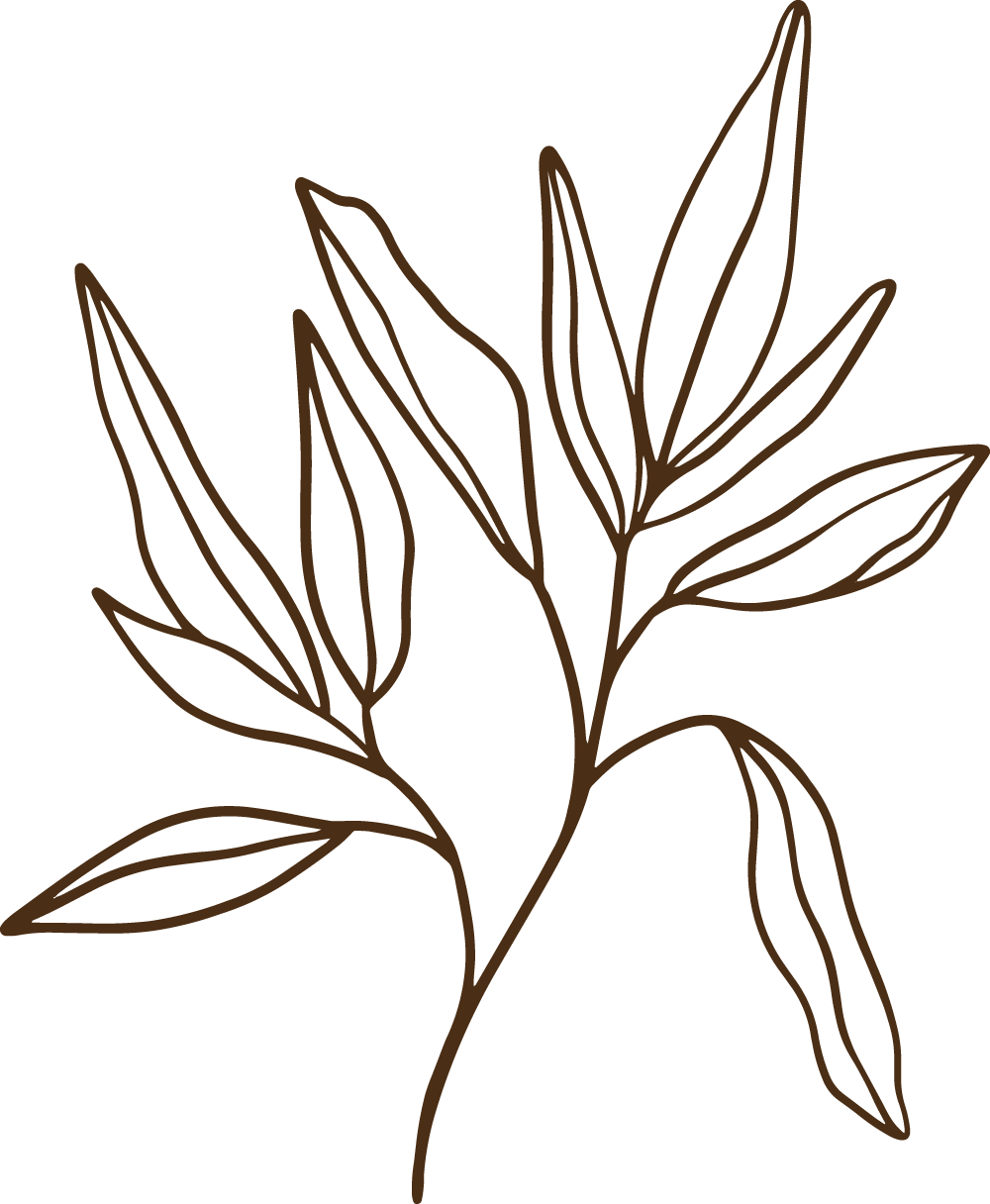 plant leaves illustration