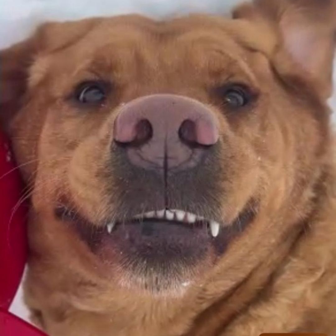 thor cycle companion dog