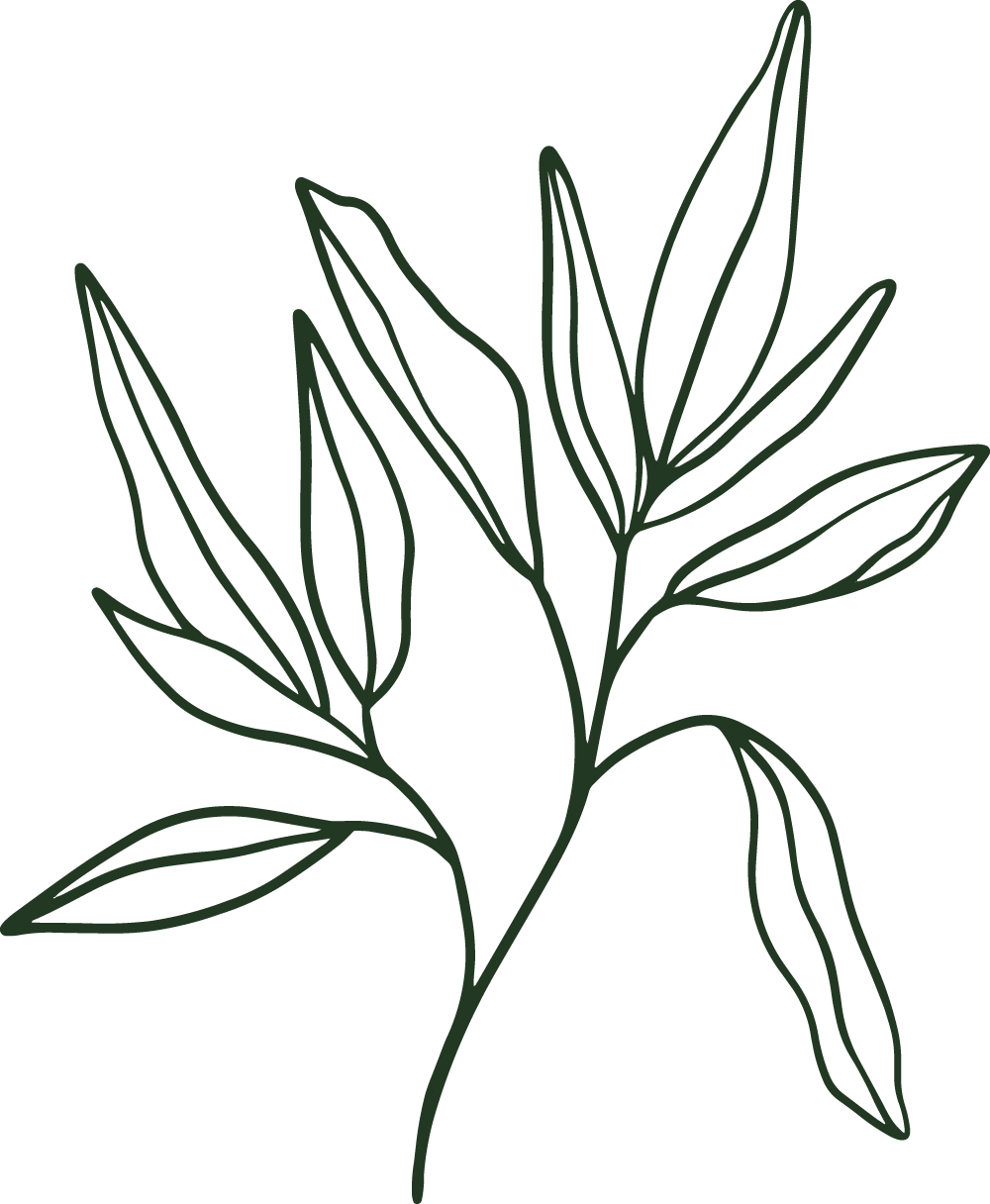 botanical plant leaves illustration