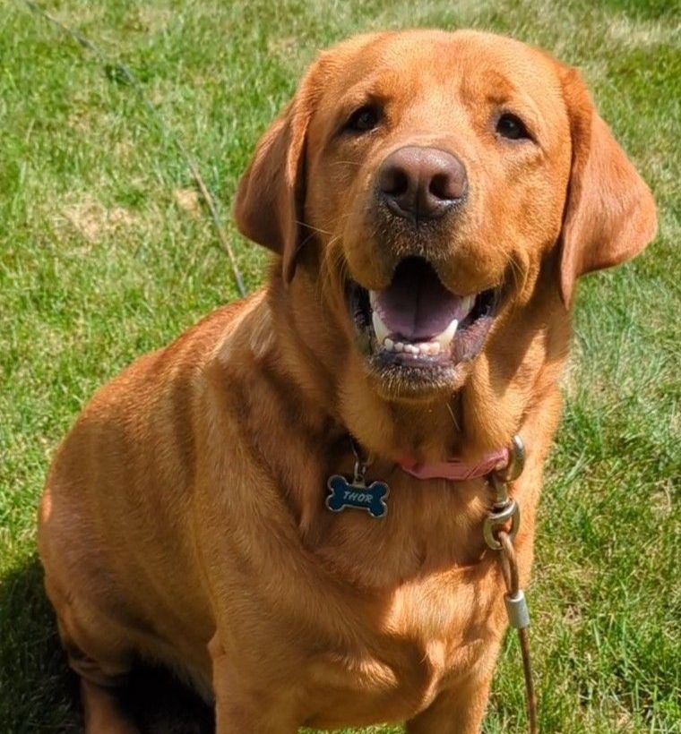 thor sacred cycle companion in the sun on grass