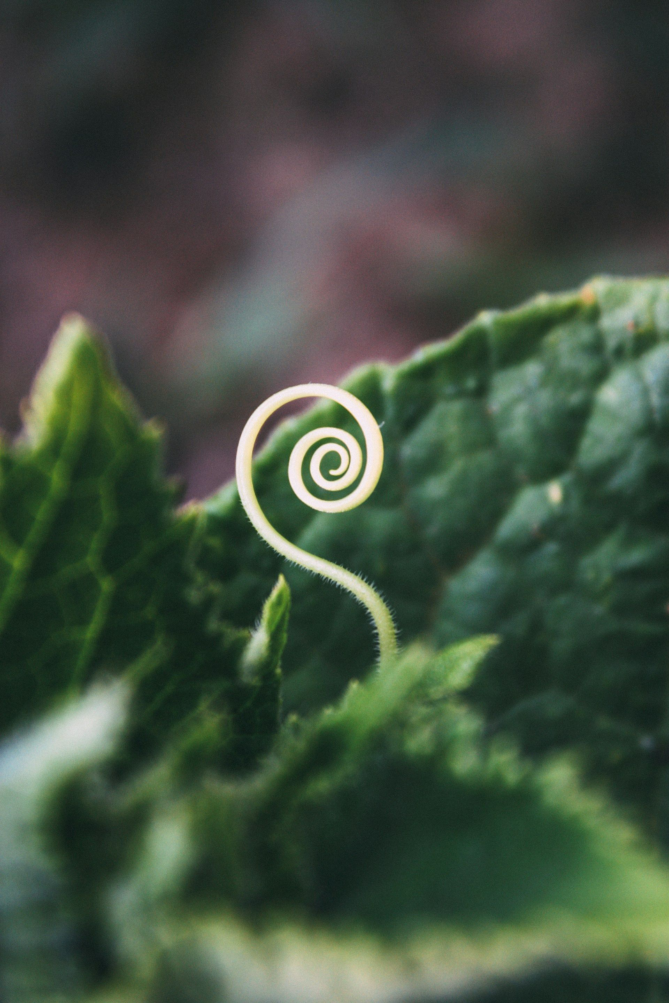 spiral botanical in nature