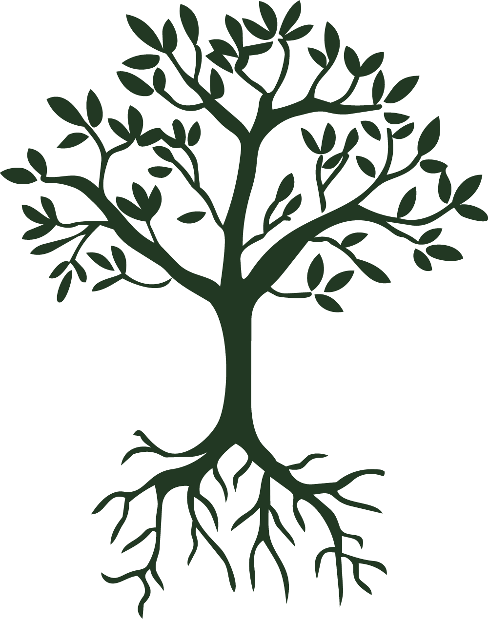 illustration of a tree with small leaves and deep roots