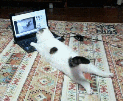 Cat watching cat videos on Youtube on a laptop