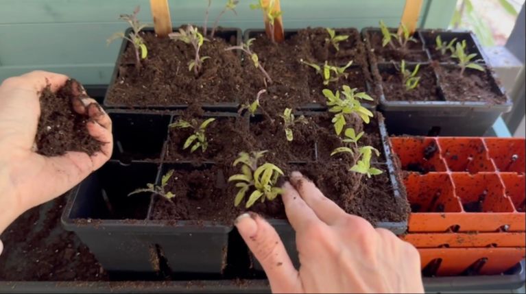 Jacqueline filling seed starting trays with soil
