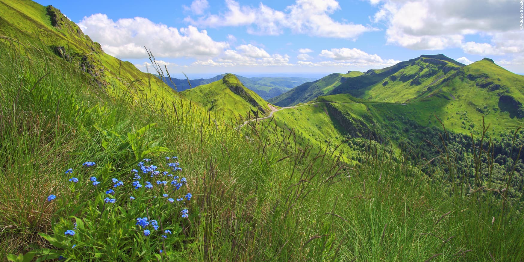 berglandschap met veldbloemen aan de Puy de Sancy in het Centraal Massief (Frankrijk)