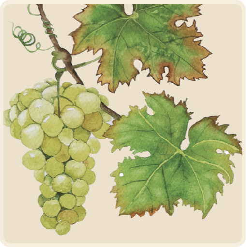 paiting of red grapes
