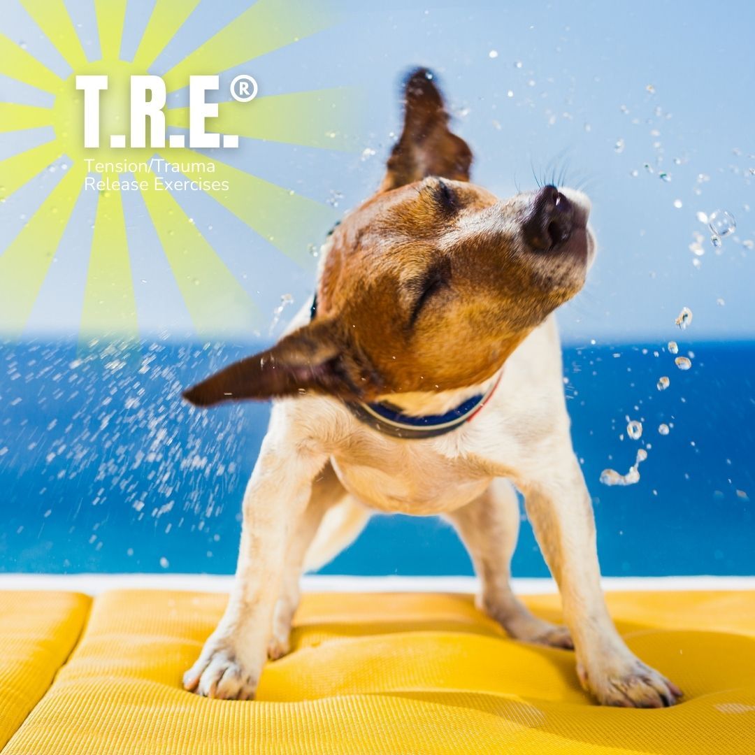 TRE little dog shaking water off