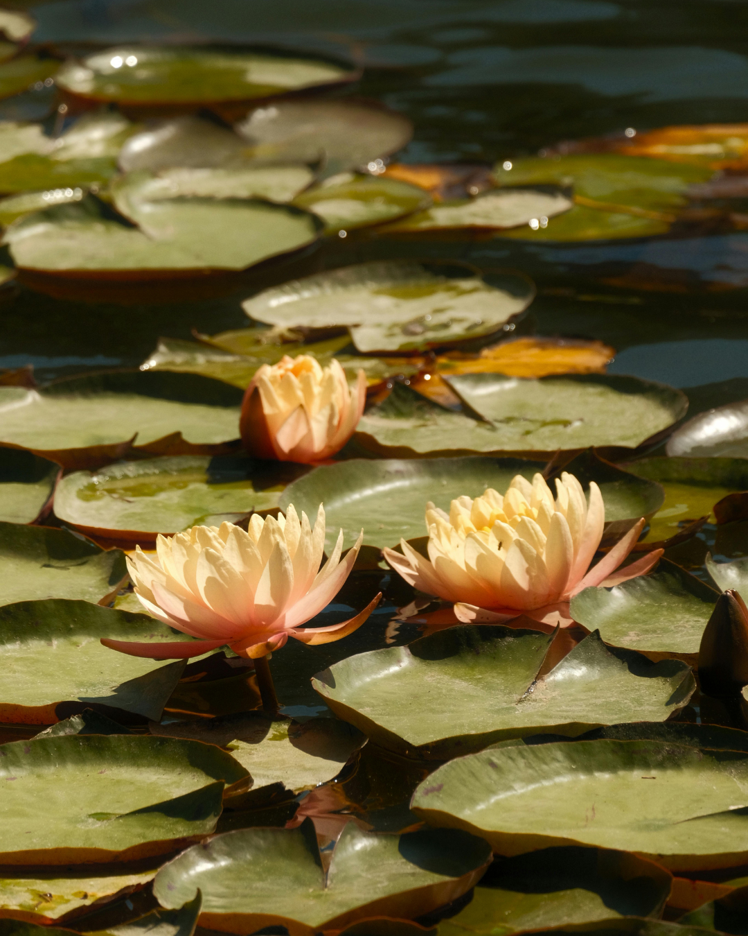 lotus in water over pads