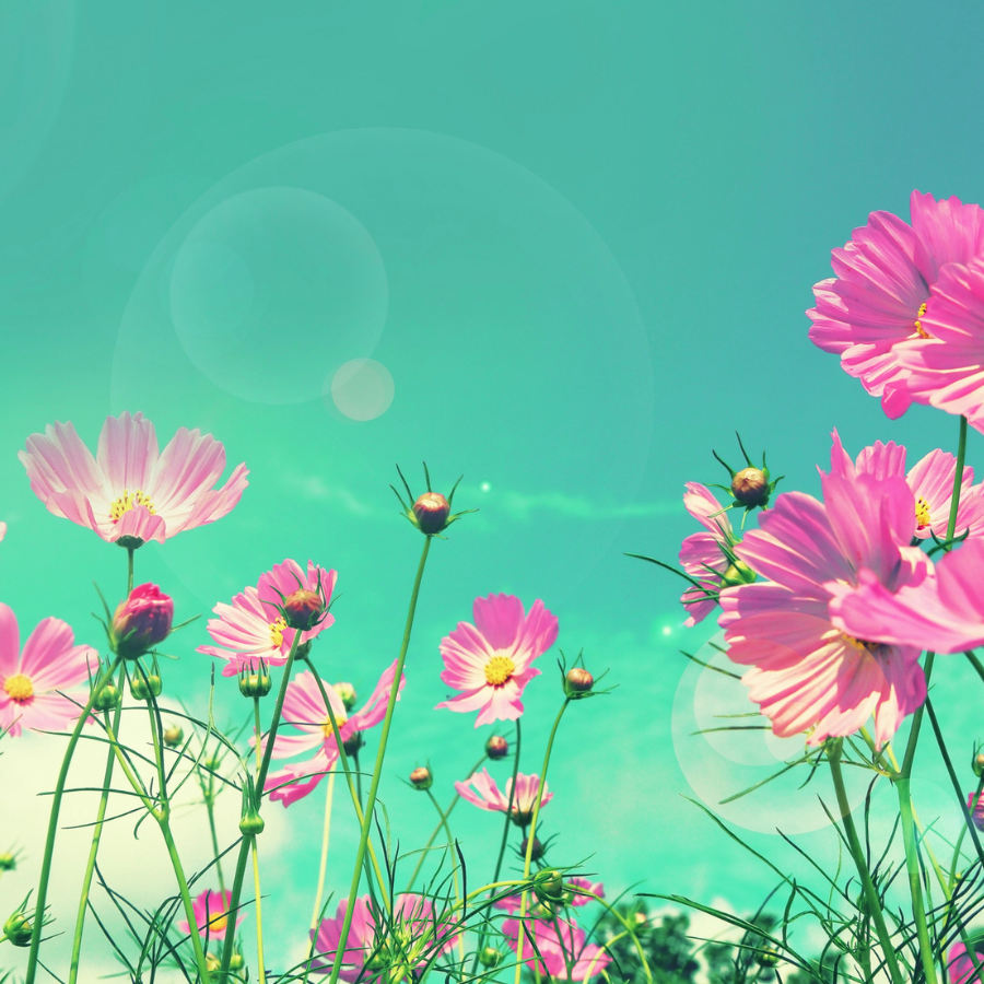 A purple flower reaches for the sun. 