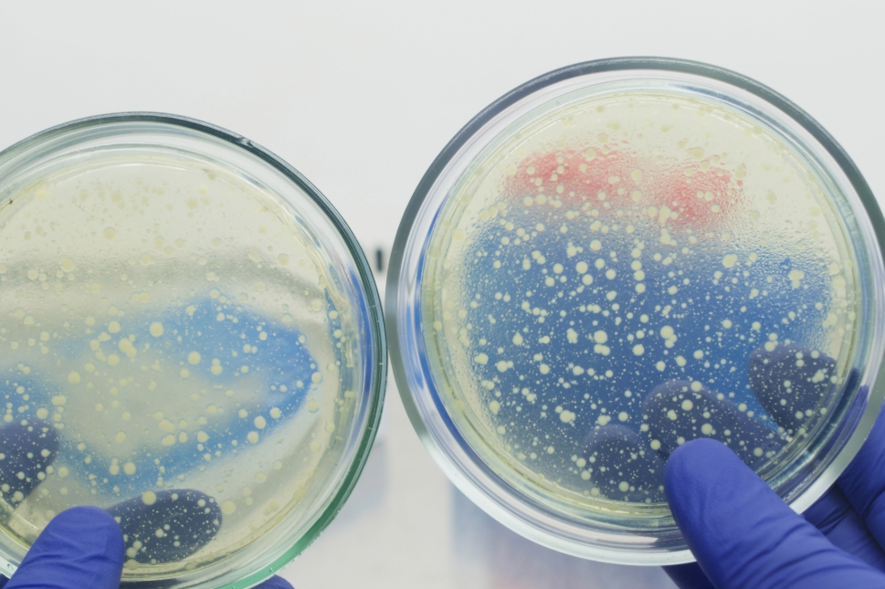 bakterier i petriskål