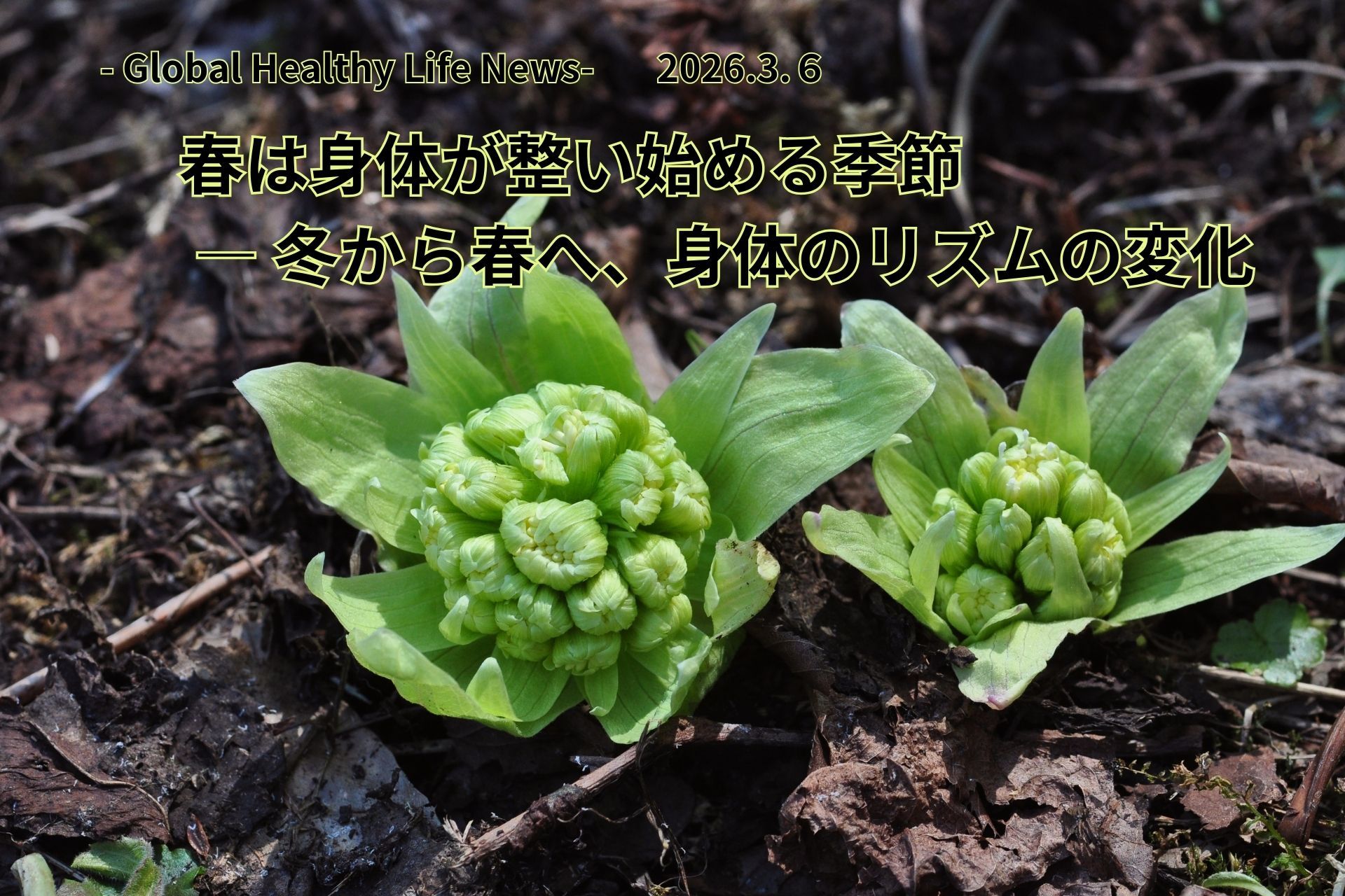 ローフード健康