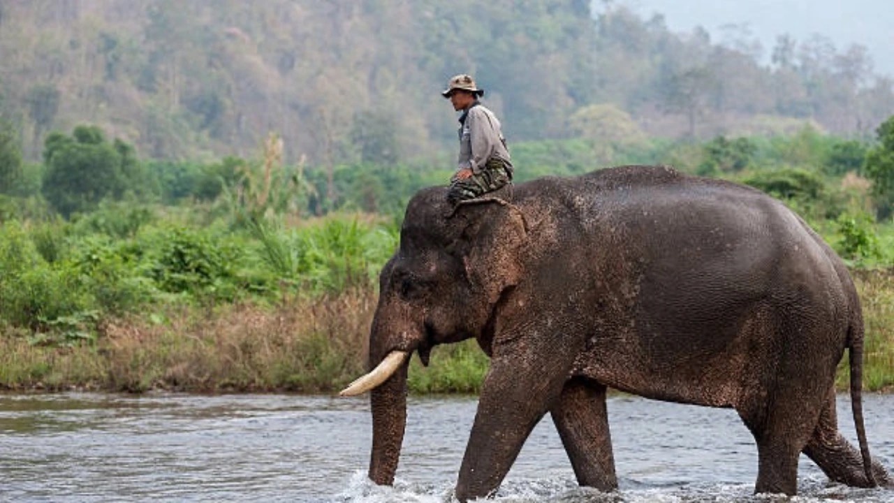 Elephant in the room training