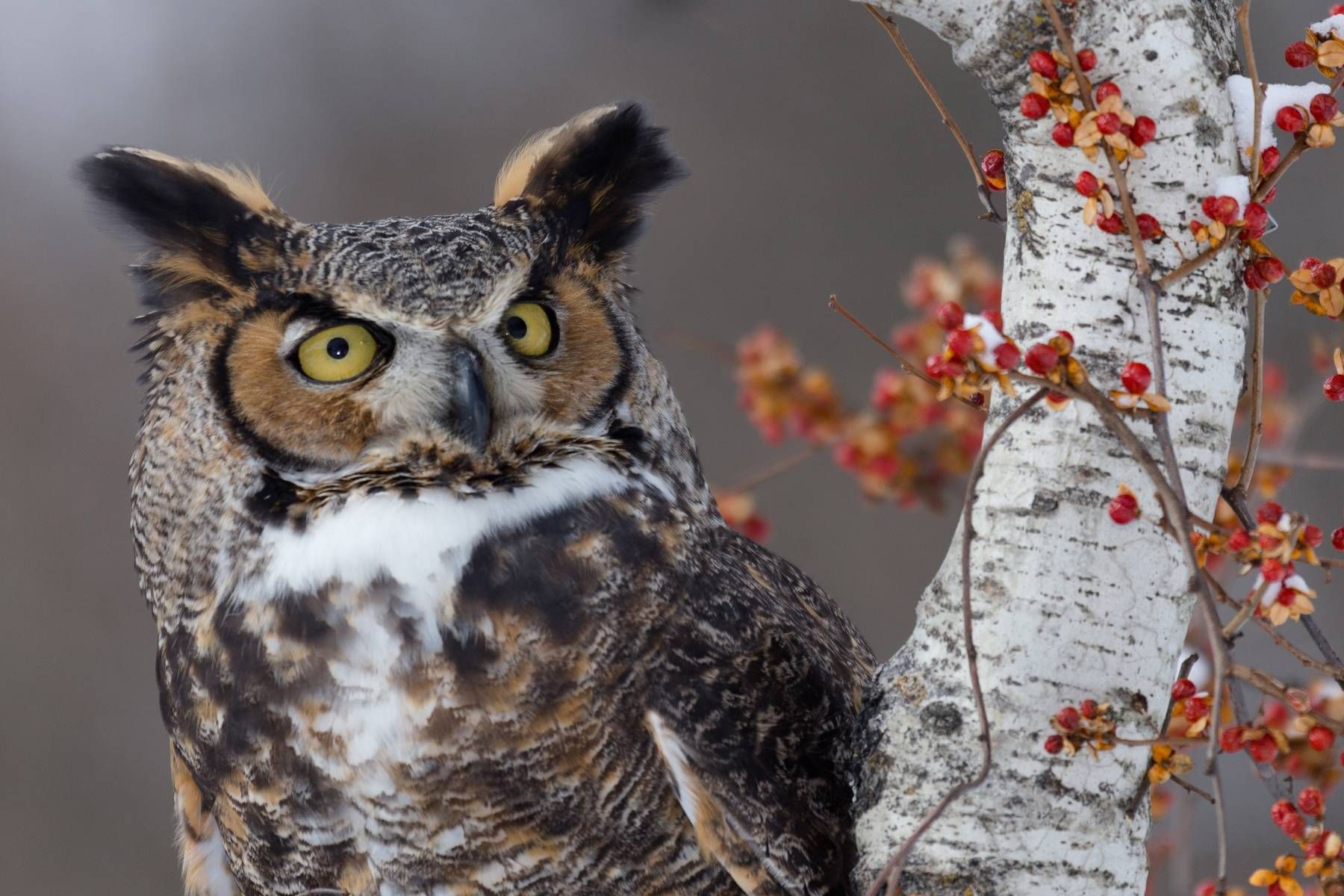 Great Horned Owl
