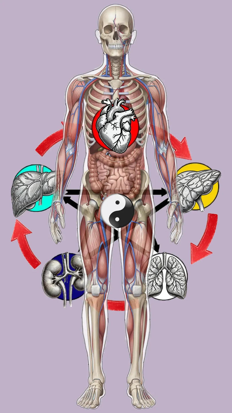 représente le corps humaine vue à travers la médecine chinoise pour apprendre les débalancement énergétique en lien avec les symptômes et maladies