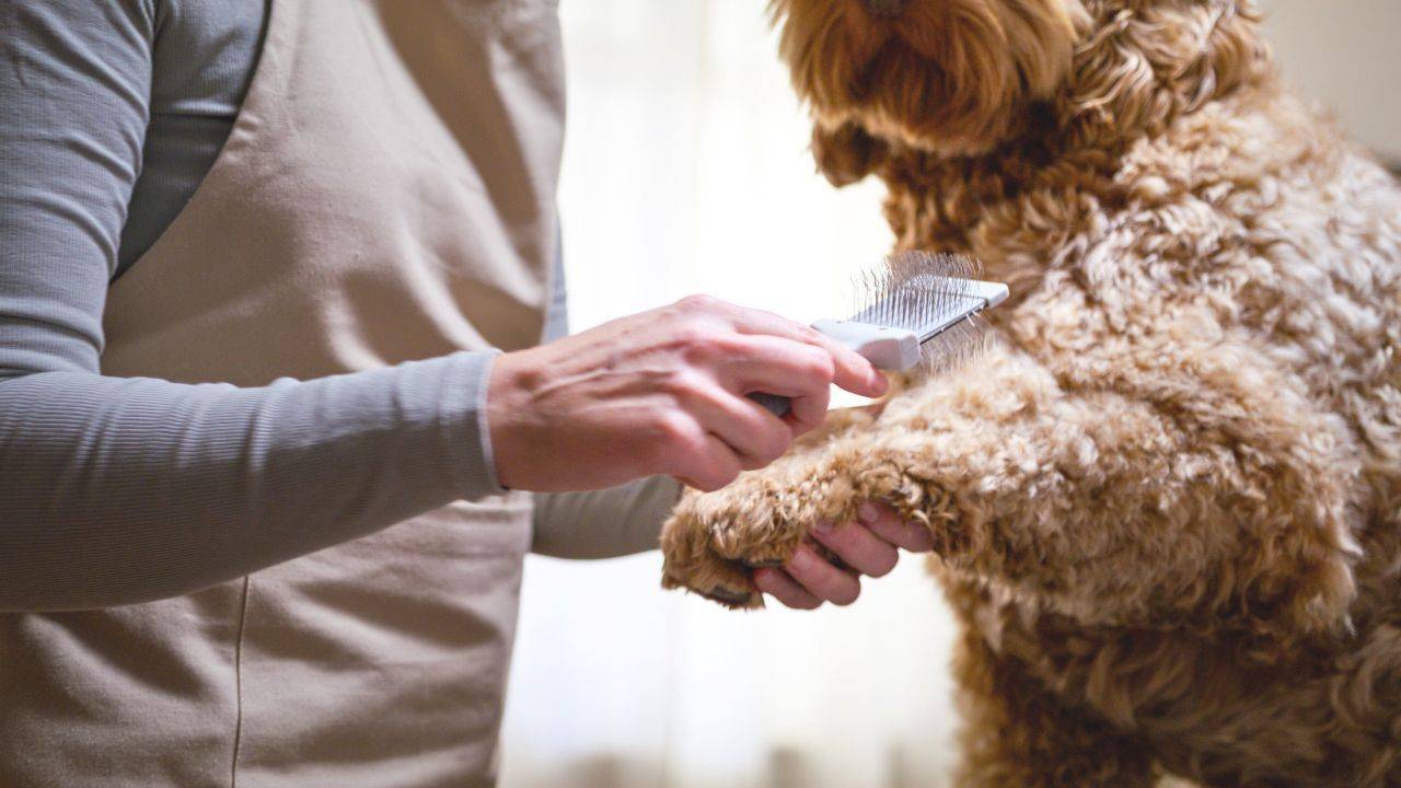 Emma Rosenmüller borstar benet på en labradoodle