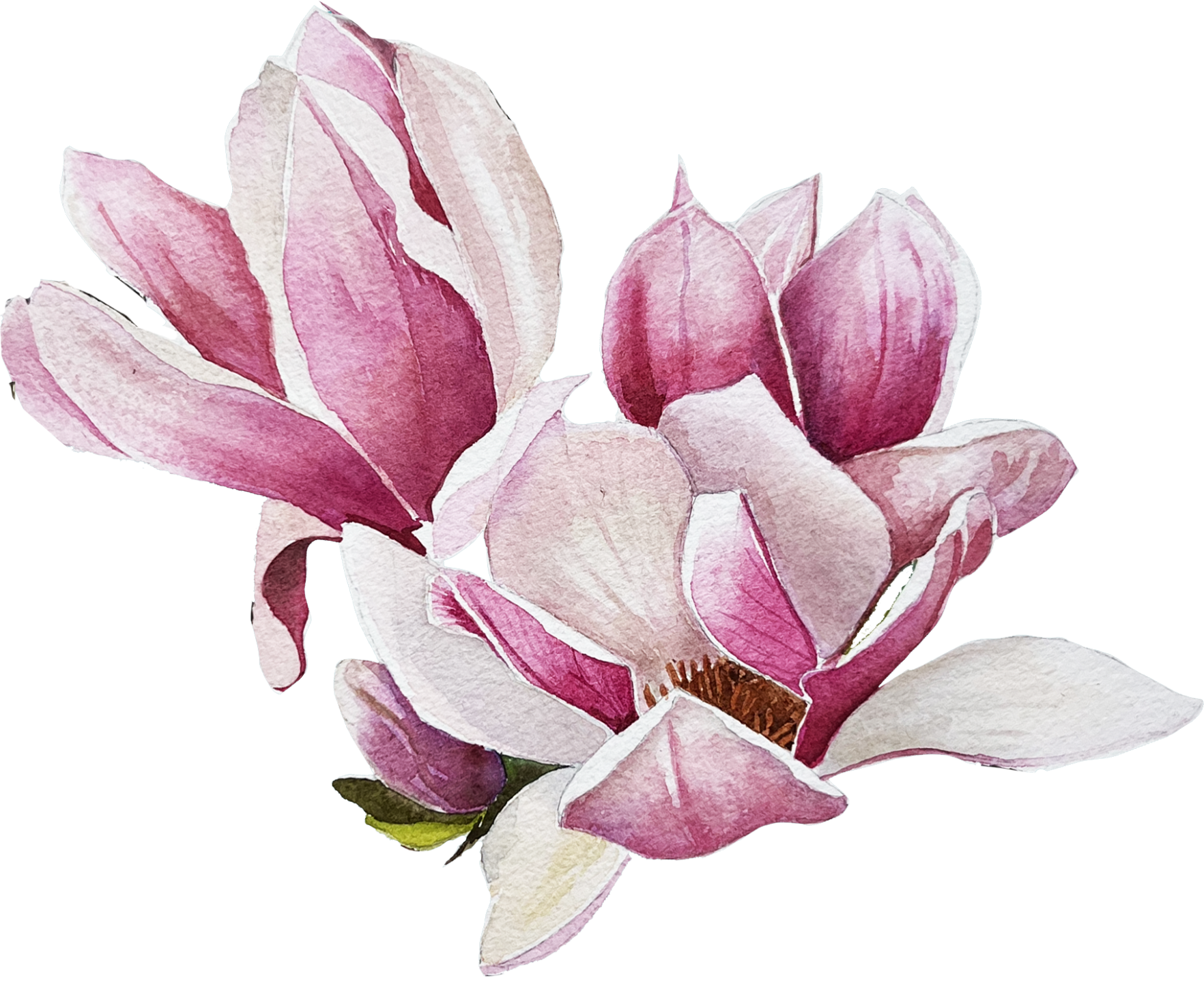 Painting of a Magnolia