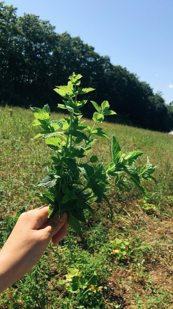 ローフード植物