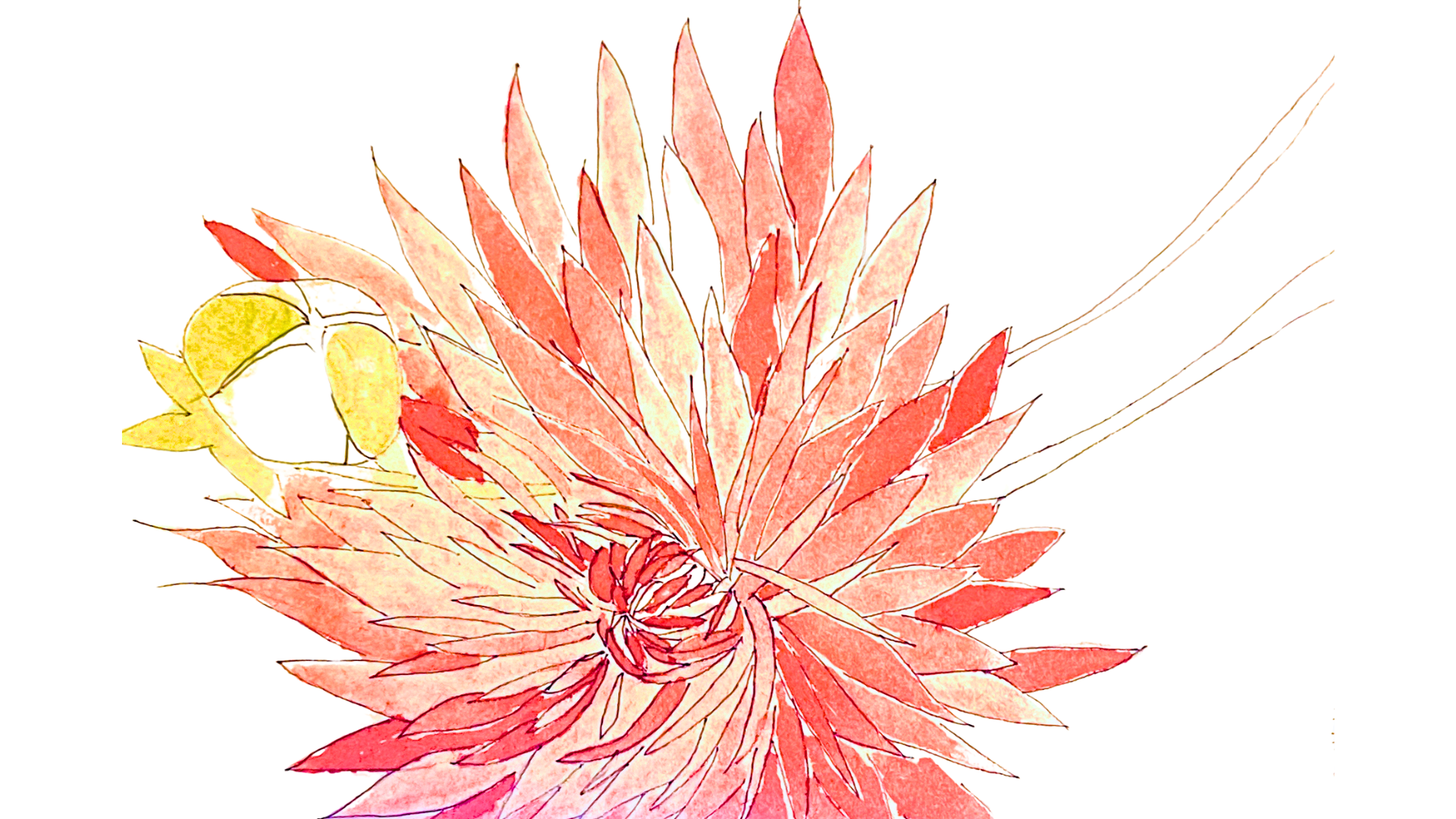 orange dahlia