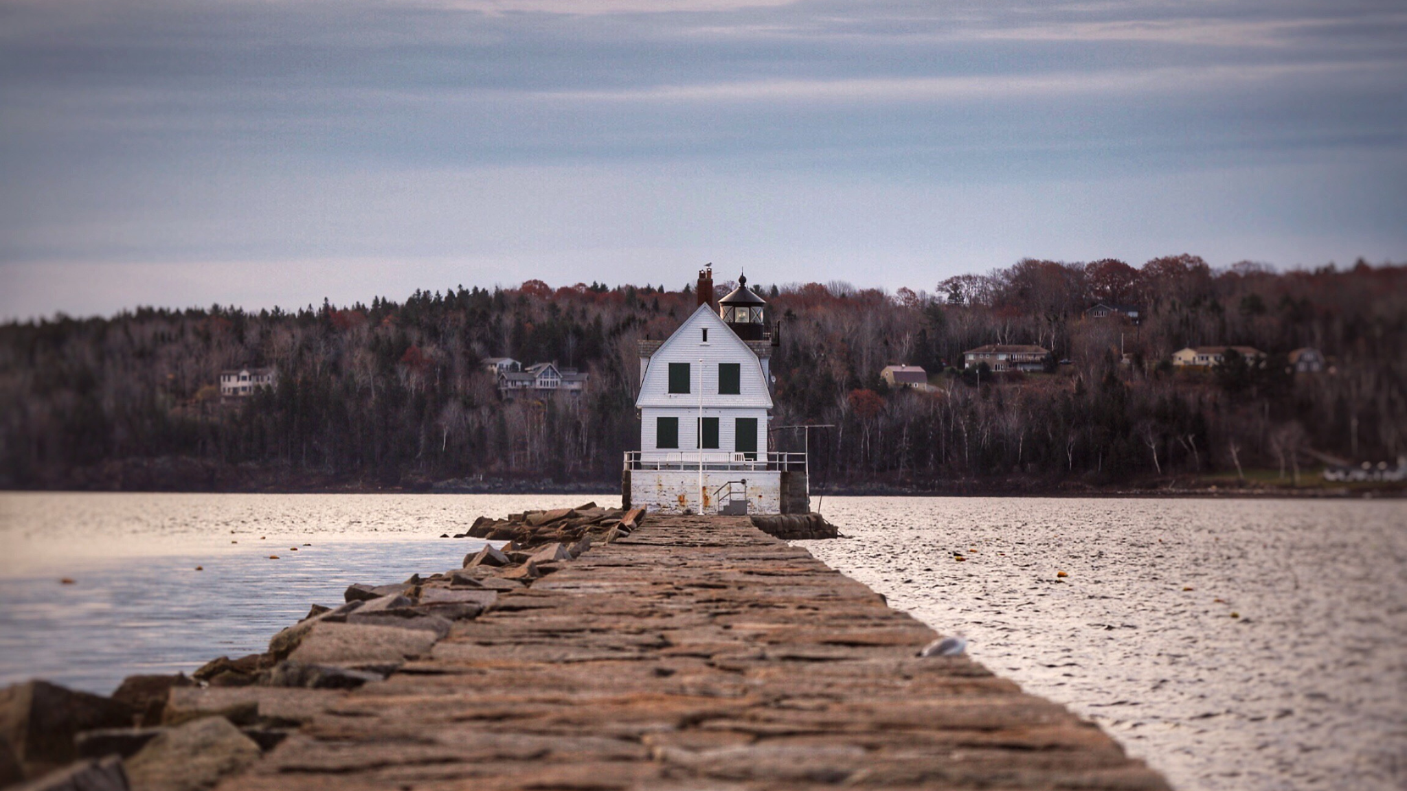 Yak wildlife in Scotland