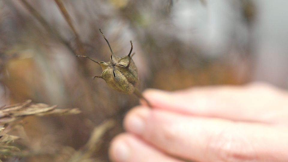 Hand hält eine getrocknete Schwarzkümmel-Samenschote (Nigella sativa) – ayurvedisches Heilgewürz direkt von der Pflanze