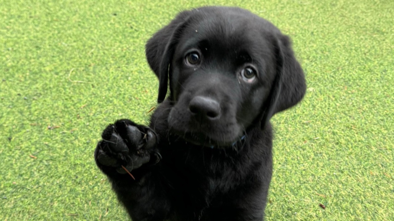 Puppy training classes