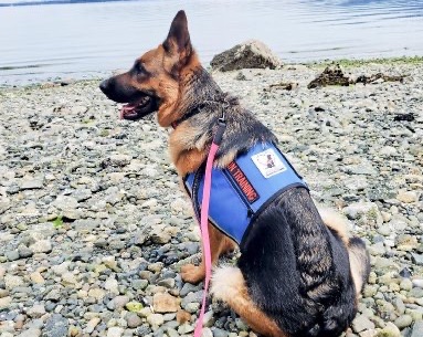 Service Dog Training Classes