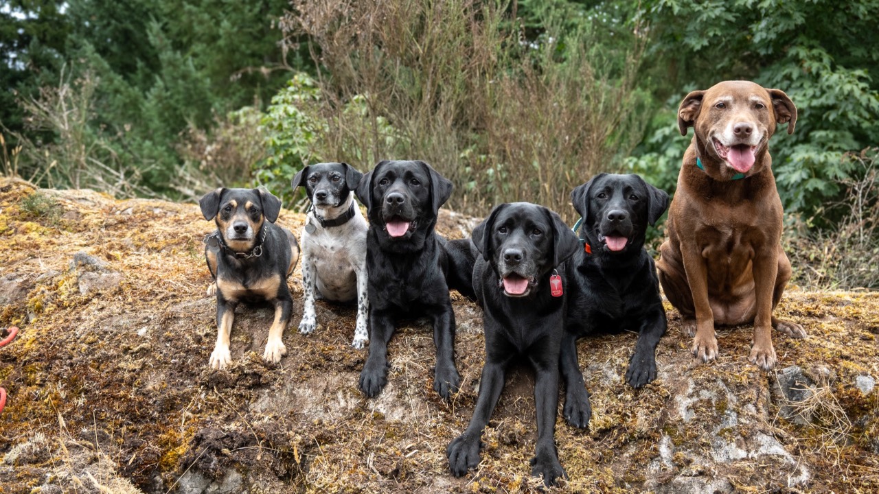 Training classes for dogs of all ages