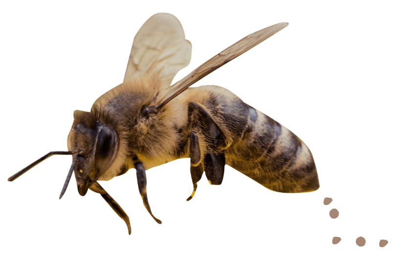 Image of bee