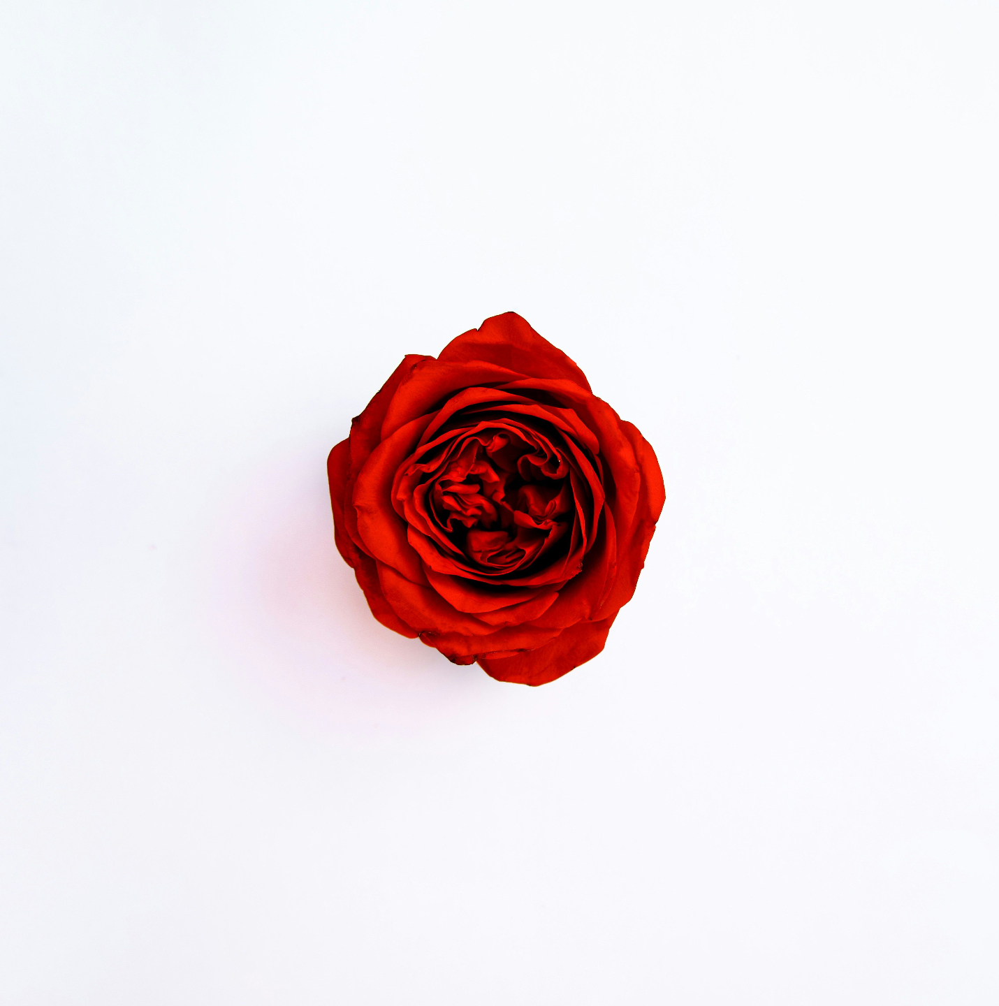 red rose