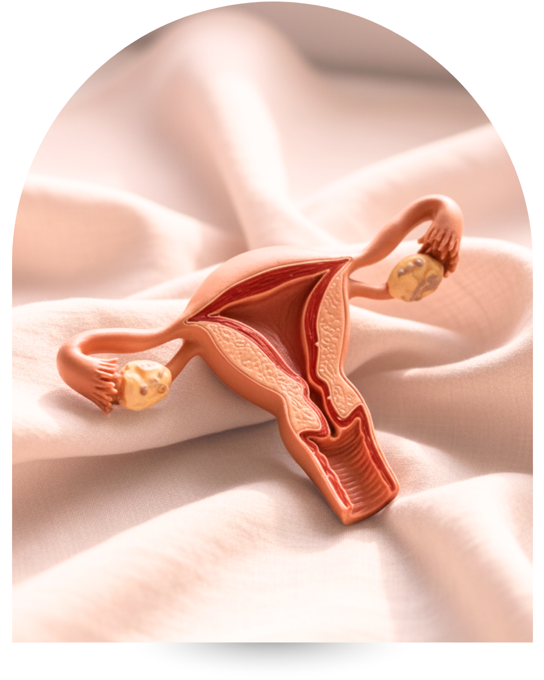 Modèle anatomique de l’utérus sur lin froissé, calendrier et fleurs, lumière naturelle