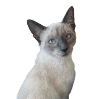 Princess, Human Resources at ProductMentor