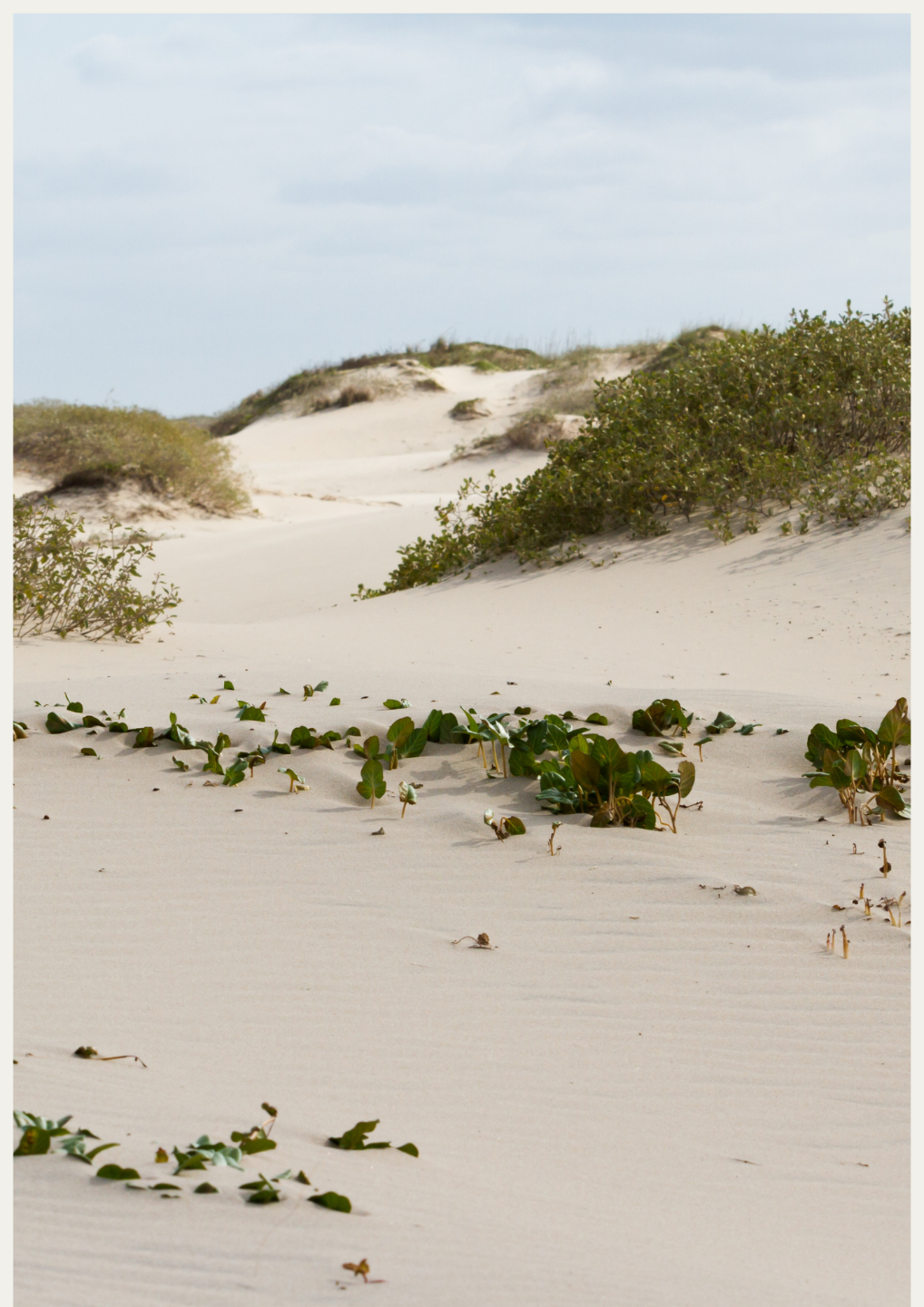 Zachte duinen met golvend helmgras en warm licht, symbool voor rust, ruimte en terugkeren in jezelf.