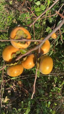 ローフード食材