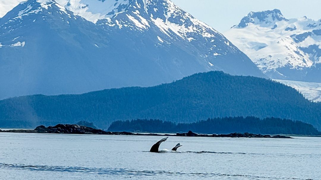 Juneau Cruise Port: Whale Watching