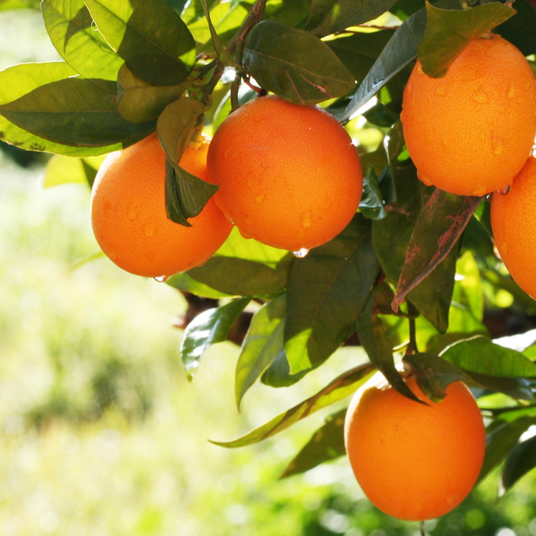 Stock image of an orange tree.